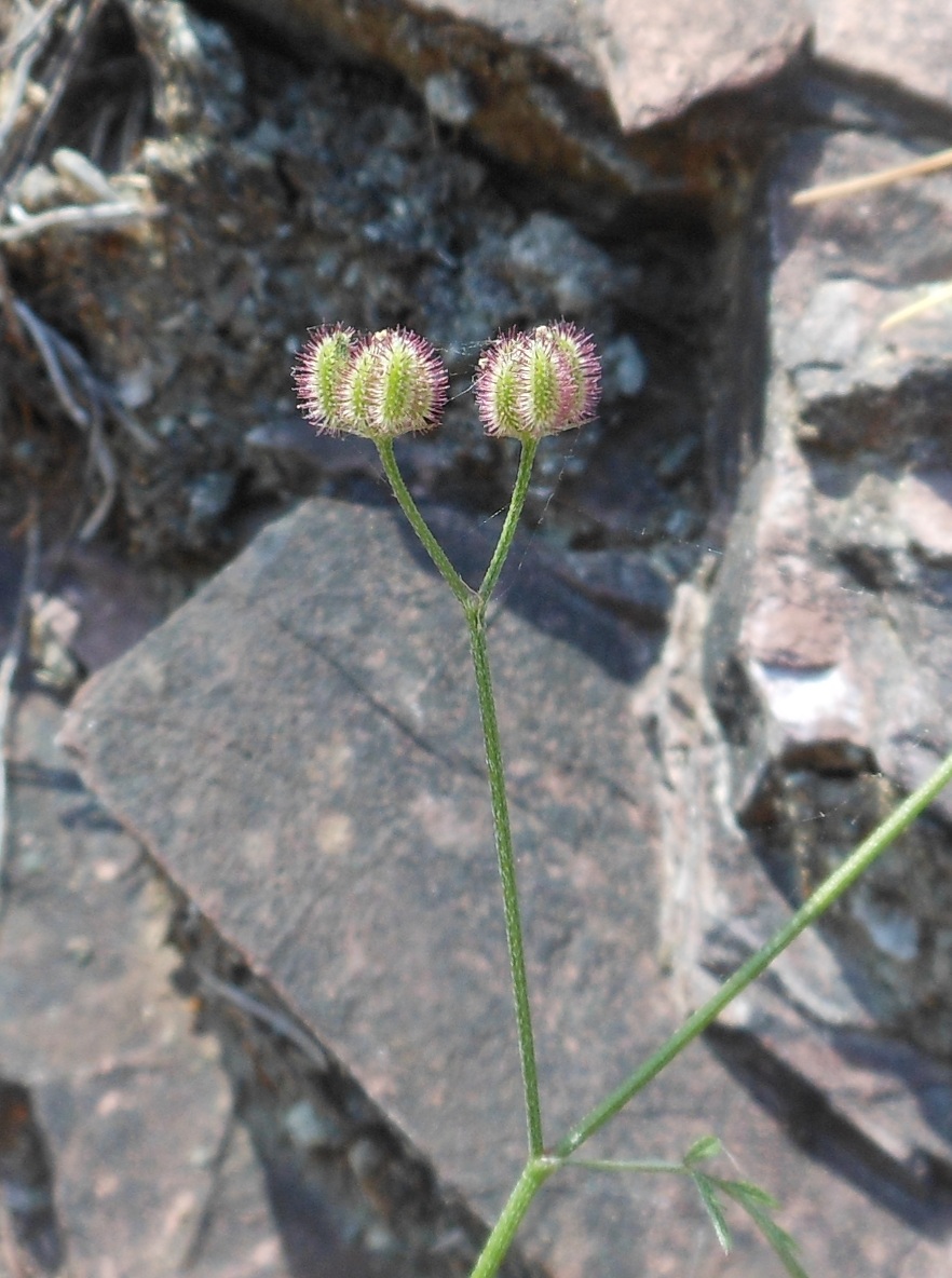 Torilis africana  (=Torilis arvensis subsp. purpurea) / Lappolina purpurea